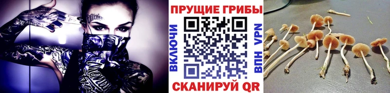 Галлюциногенные грибы Psilocybe  Купить  Реж 